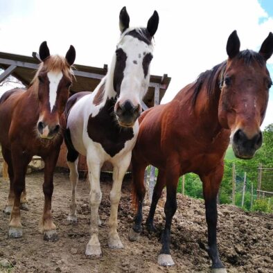 Passeggiate a cavallo