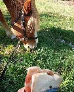 passeggiate a cavallo